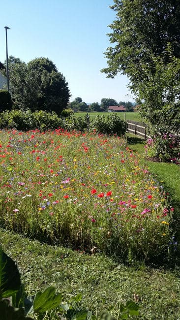 Ruhe und Erholung im Ferienhaus Prestele - ferienwohnung prestele 13 Blumenwiese
